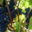 Domaine Le Bouscas