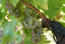 Domaine Le Bouscas