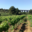 Domaine De Roquemale