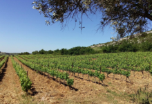 Domaine De Roquemale