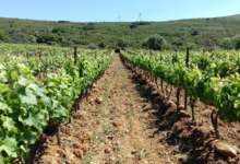 Domaine De Roquemale