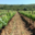 Domaine De Roquemale