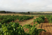 Domaine De Roquemale
