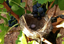 Domaine De Roquemale
