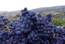 Domaine De Roquemale