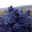 Domaine De Roquemale