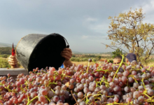 Domaine De Roquemale