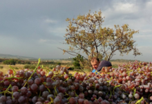 Domaine De Roquemale