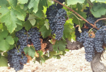 Domaine De Roquemale