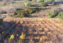 Domaine Gauby