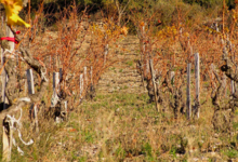 Domaine Gauby