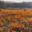 Domaine Gauby