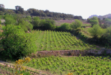 Domaine Gauby