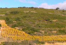 Domaine Gauby