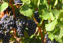 Domaine Gauby