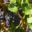 Domaine Gauby