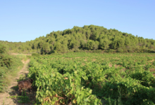 Domaine Bonzoms
