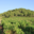Domaine Bonzoms
