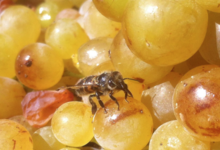 Domaine Bonzoms