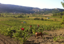 Domaine Bonzoms