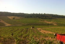 Domaine Bonzoms