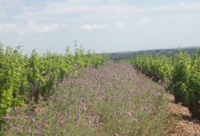 domaine de l'architecte