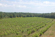 domaine de l'architecte