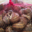 escargots de Corneilla del vercol
