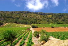 domaine Ribère