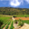 domaine Ribère