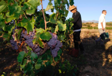Domaine Potron Minet