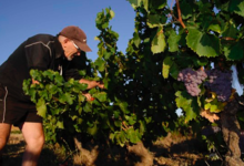 Domaine Potron Minet