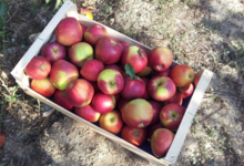 La Palette bio, pommes