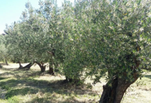 Les Oliveraies de la Baillaury, l'olivier catalan