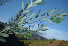 Les Oliveraies de la Baillaury, l'olivier catalan