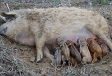 Mas Pujol, élevage porcin