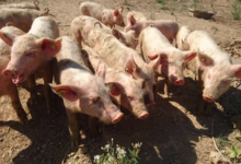 Mas Pujol, élevage porcin