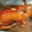 Boucherie Lesieur, Cochon de lait rôti.