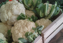 Les Jardins De Mélissa, choux fleur