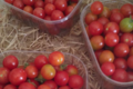 Les Jardins De Mélissa, tomate cerise
