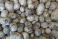 pommes de terre (monalisa)