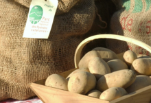 Gaec du Mas Blanc, pommes de terre