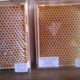 mielleuse des deux ruches, la bresque de tamaris