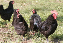 A la petite ferme, poulets noirs gascons