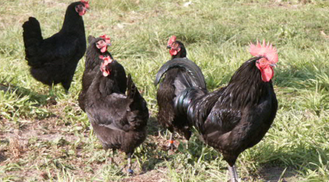 A la petite ferme, poulets noirs gascons