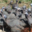 A la petite ferme, pintades