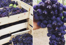 Les Vergers du Mont Canigou, grenache