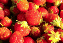 Les Vergers du Mont Canigou, fraises