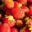 Les Vergers du Mont Canigou, fraises