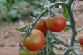 Les Vergers du Mont Canigou, tomates